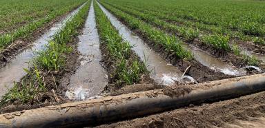 Farm For Sale - QLD - Jarvisfield  - 4807 - Developed irrigated sugarcane enterprise  (Image 2)
