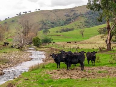 Farm For Sale - NSW - Jingellic - 2642 - Excellent Upper Murray Cattle Grazing  (Image 2)