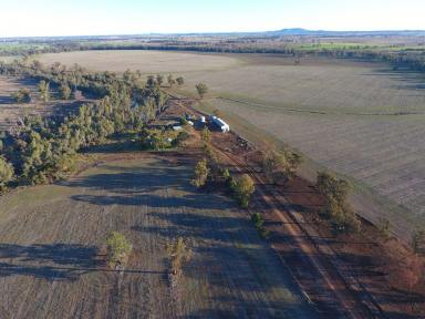 Farm For Sale - NSW - Forbes - 2871 - Droughtproof Fodder Factory with 1043 Ac Wheat included  (Image 2)