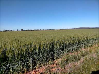 Farm For Sale - NSW - Trundle - 2875 - 2870 Ac of Crops Included + almost 2000 Ac Lucerne in 500-525mm Rainfall  (Image 2)