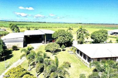 Farm For Sale - QLD - Brandon - 4808 - Rendered Block Home with Huge Shed on 2 Acres +  (Image 2)