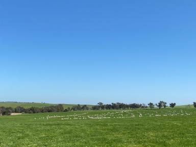 Farm Sold - NSW - Boorowa - 2586 - Turnkey Grazing and Mixed Farming Asset Within the Southwest Slopes of New South Wales  (Image 2)