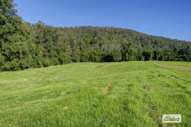 Farm Sold - NSW - Marlee - 2429 - MAGNIFICENT FARM JUST MINUTES FROM TOWN  (Image 2)