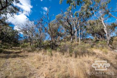 Farm For Sale - NSW - Tenterfield - 2372 - Rural Retreat with Building Entitlement  (Image 2)
