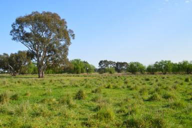 Farm Sold - NSW - Wagga Wagga - 2650 - Serene rural lifestyle at Wagga Wagga  (Image 2)