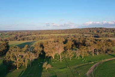 Farm Sold - WA - Scotts Brook - 6244 - Ideal Expansion Opportunity  (Image 2)