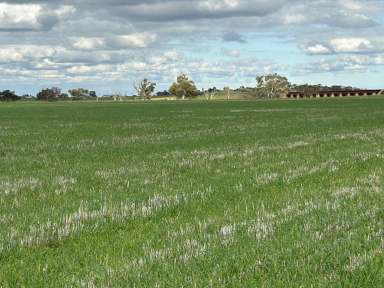 Farm Expressions of Interest - SA - Bowmans - 5550 - Cropping & Grazing Land  (Image 2)