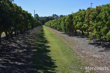 Farm For Sale - QLD - Welcome Creek - 4670 - Lychee Farm with Big income  (Image 2)