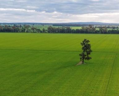 Farm For Sale - NSW - Matong - 2652 - Broadacre Mixed Farming Opportunity  (Image 2)