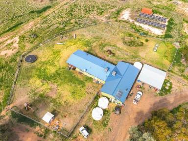 Farm For Sale - NSW - Coonamble - 2829 - "TYRONE"  (Image 2)