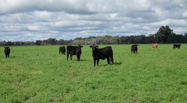 Farm For Sale - NSW - Coonamble - 2829 - "TYRONE"  (Image 2)