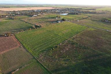 Farm For Sale - VIC - Nyah West - 3595 - A Very Handy Block  (Image 2)