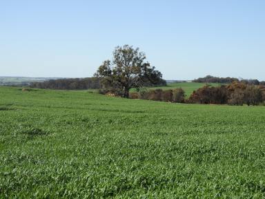 Farm Sold - WA - Cuballing - 6311 - Cloveroak, Cuballing East Road - Outstanding grain and grazing property  (Image 2)