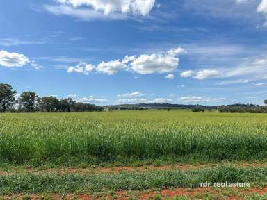 Farm For Sale - NSW - Inverell - 2360 - CLIFTON  (Image 2)