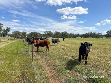 Farm For Sale - NSW - Inverell - 2360 - CLIFTON  (Image 2)