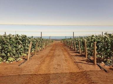 Farm For Sale - WA - Carnarvon - 6701 - Two parcels available - Purchase as a whole or separate  (Image 2)