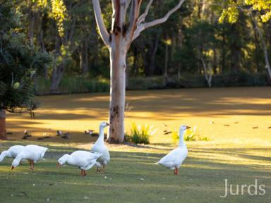 Farm Sold - NSW - Quorrobolong - 2325 - Hunter Valley Sanctuary  (Image 2)