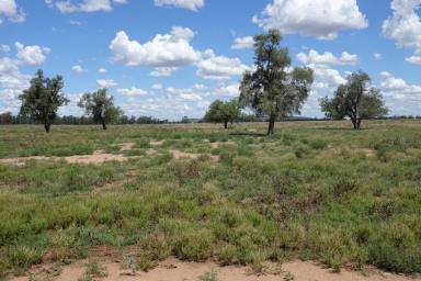 Farm Sold - NSW - Gulargambone - 2828 - This parcel of land has a full body of feed and looks a picture  (Image 2)