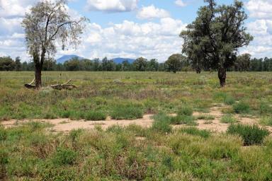 Farm Sold - NSW - Gulargambone - 2828 - This parcel of land has a full body of feed and looks a picture  (Image 2)