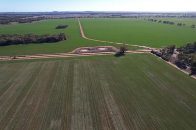 Farm Auction - NSW - Trundle - 2875 - Regarded as some of the best managed cropping country in this tightly held district: A truly exceptional opportunity.  (Image 2)