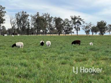 Farm Sold - NSW - Delungra - 2403 - SOLD BY WAYNE DALEY  (Image 2)