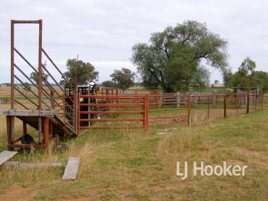 Farm Sold - NSW - Delungra - 2403 - SOLD BY WAYNE DALEY  (Image 2)