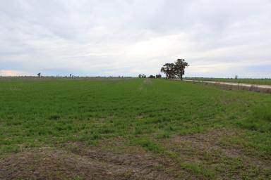 Farm Sold - SA - Custon - 5269 - TOP CROP LAND IN "THE GOOD COUNTRY"  (Image 2)