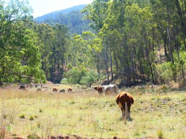 Farm For Sale - NSW - Rocky River - 2372 - PARADISE ON THE ROCKY RIVER  (Image 2)