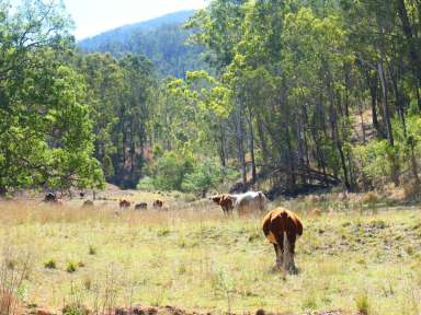 Farm Sold - NSW - Rocky River - 2372 - DIRECT RIVER FRONTAGE  (Image 2)