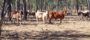  Capricorn Highway, Dingo QLD 4702