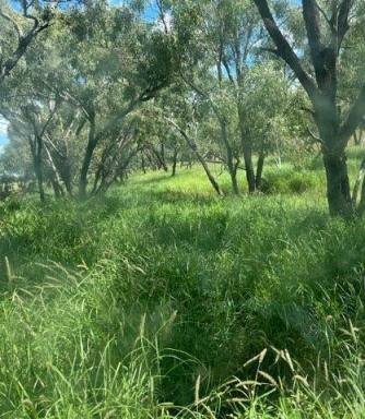 Farm Auction - QLD - Longreach - 4730 - QUALITY GRAZING COUNTRY WITH AN ABUNDANCE OF GRASS  (Image 2)