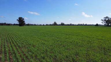 Farm For Sale - NSW - Narromine - 2821 - Easy Care, Value for Money Cropping 1,638ac/663ha  (Image 2)