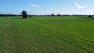 Farm For Sale - NSW - Narromine - 2821 - Easy Care, Value for Money Cropping 1,638ac/663ha  (Image 2)
