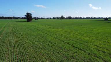 Farm For Sale - NSW - Narromine - 2821 - Easy Care, Value for Money Cropping 1,638ac/663ha  (Image 2)