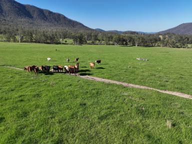 Farm For Sale - NSW - Newton Boyd - 2370 - High Rainfall, Commercial Scale Breeding Platform  (Image 2)