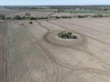 Farm For Sale - NSW - Moree - 2400 - FOR SALE  (Image 2)