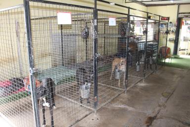 Farm For Sale - NSW - Doubtful Creek - 2470 - Dog Lovers Paradise!  (Image 2)