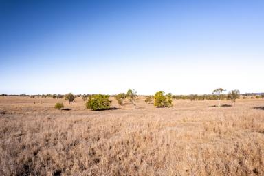 Farm Sold - QLD - Roma - 4455 - Quality Cattle Fattening Country  (Image 2)