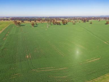 Farm Sold - NSW - Bulgary - 2650 - Highway & Permanent Creek Frontage. An Excellent Broadacre Opportunity.  (Image 2)