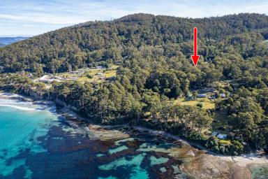 Farm Sold - TAS - Eaglehawk Neck - 7179 - Low maintenance "home sweet home" hidden within the coastal forest of Eaglehawk Neck  (Image 2)