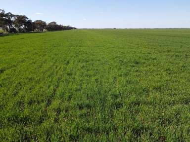 Farm Sold - VIC - Meering West - 3579 - TRUE MALLEE COUNTRY IN 2 ADJOINING TITLES  (Image 2)