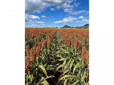 Farm For Sale - NSW - Mullaley - 2379 - Liverpool Plains Mixed Farming Opportunity  (Image 2)