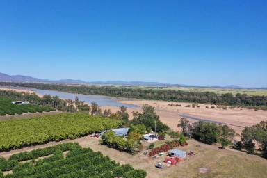 Farm For Sale - QLD - Kirknie - 4806 - 20 Acre Lime Orchard - House - Sheds - Machinery  (Image 2)
