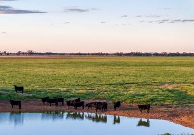 Farm For Sale - NSW - Leeton - 2705 - Riverina Mixed Farming Opportunity  (Image 2)