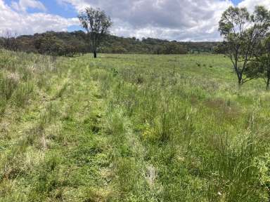 Farm Sold - NSW - Cassilis - 2329 - Grazing Acres!  (Image 2)