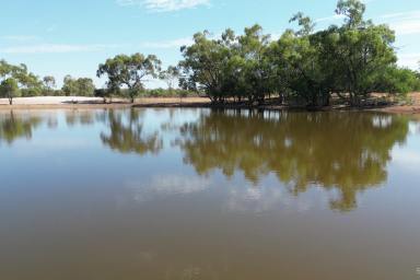 Farm For Sale - NSW - Louth - 2840 - Good working stock handling facilities  (Image 2)