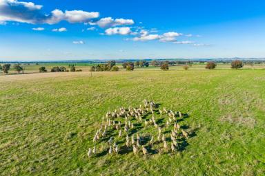 Farm Sold - NSW - Wattamondara - 2794 - ONE OF THE DISTRICTS SIGNATURE HOMESTEADS!  (Image 2)