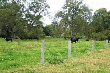 Farm For Sale - NSW - Kyogle - 2474 - "FAWCETT CREEK FARM"  (Image 2)