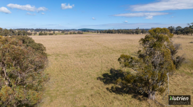 Farm For Sale - NSW - Niangala - 2348 - "Dell Brae" Pristine Blue Ribbon Grazing Country  (Image 2)