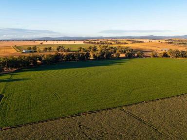 Farm Sold - NSW - Canowindra - 2804 - Fairview  (Image 2)